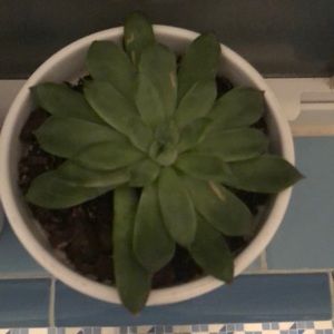 Meet your Posher, Paul